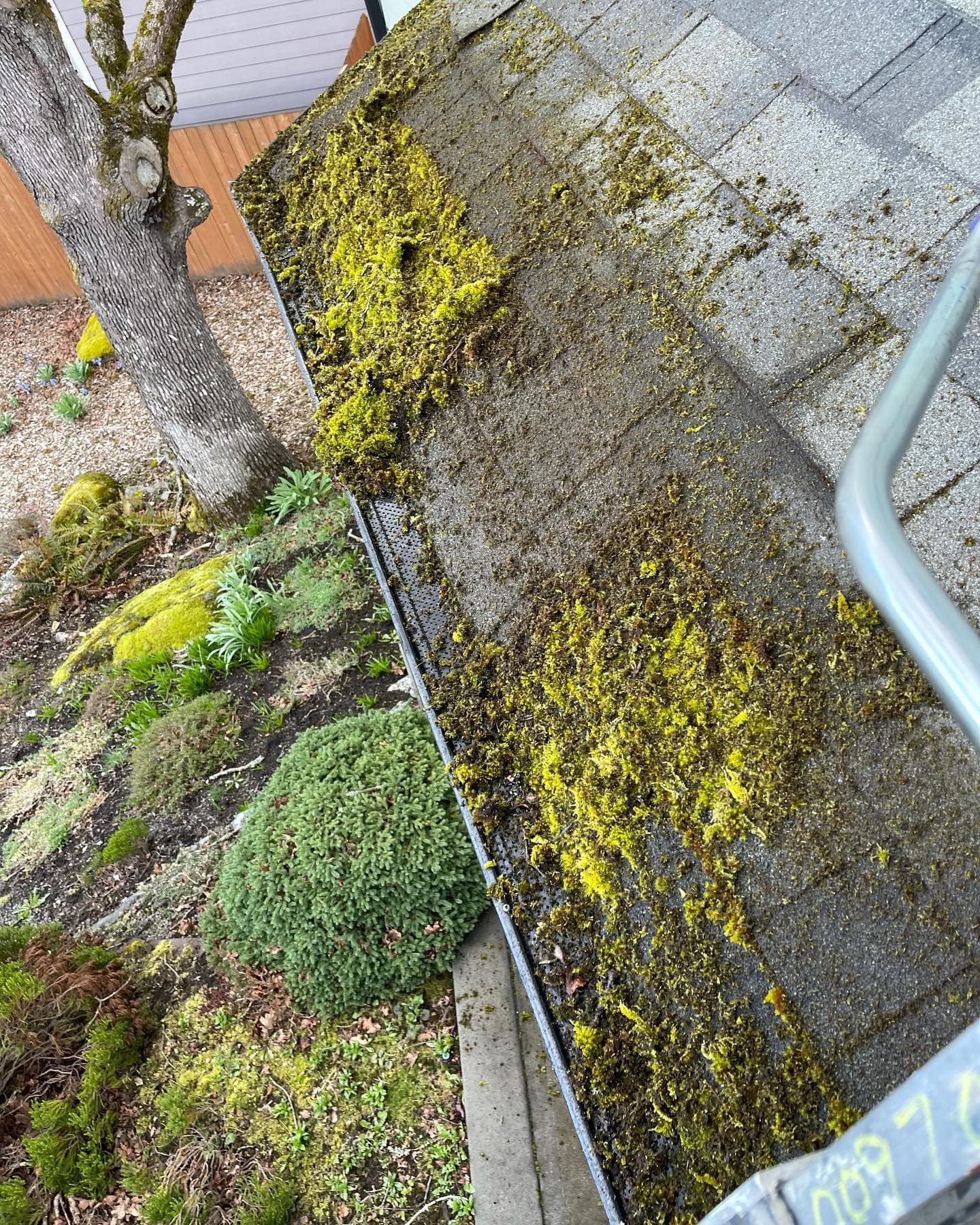 MOSS REMOVAL